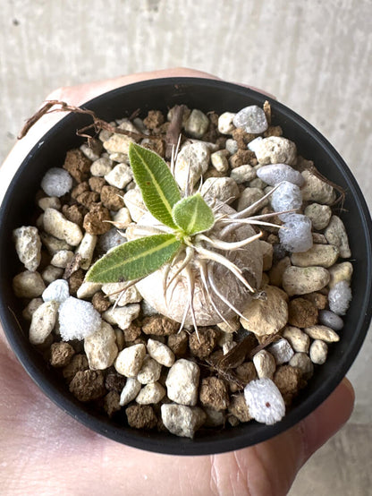 【現品限り】パキポディウム・エニグマチカム【T37】 Pachypodium enigmaticum