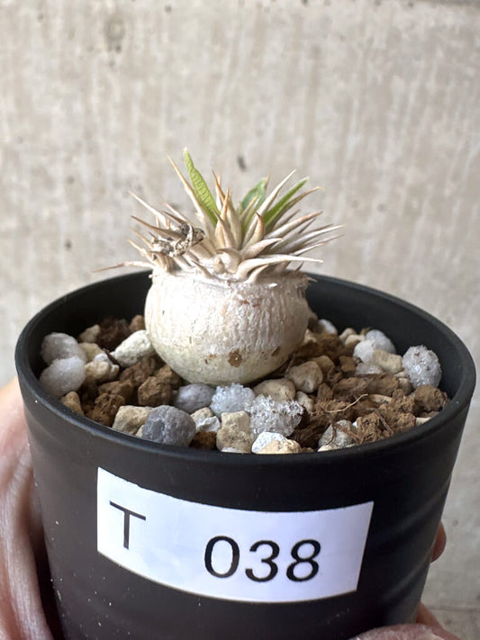 【現品限り】パキポディウム・エニグマチカム【T38】 Pachypodium enigmaticum