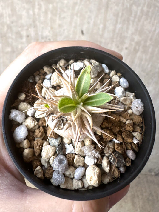 【現品限り】パキポディウム・エニグマチカム【T38】 Pachypodium enigmaticum