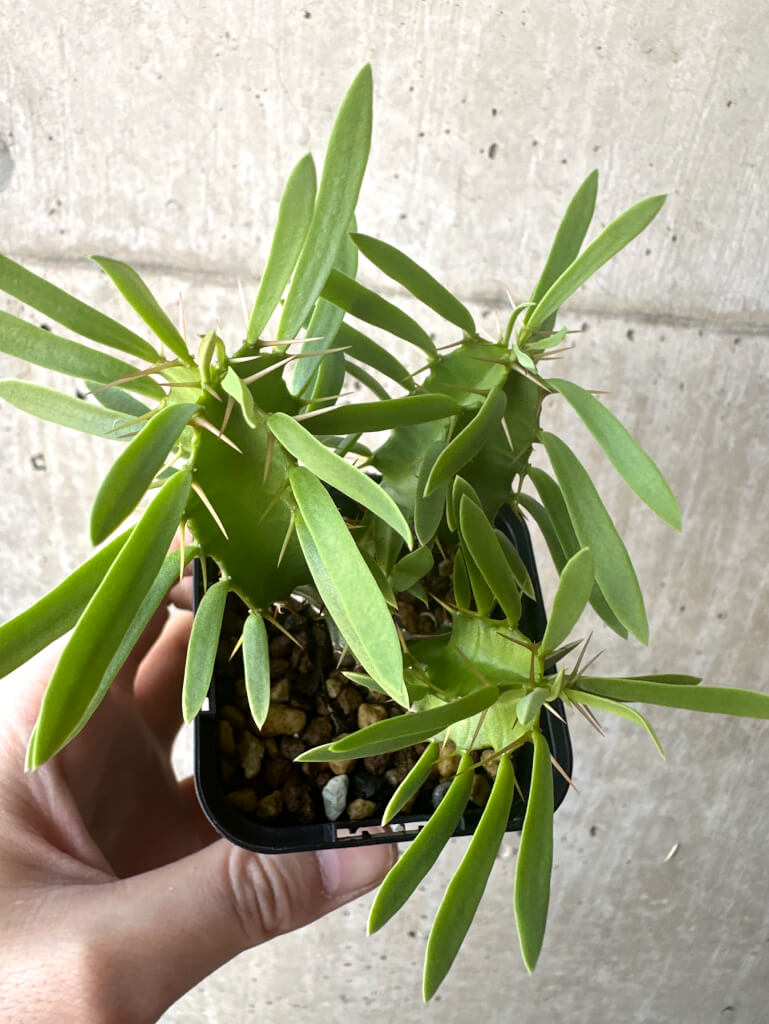 【現品限り】ユーフォルビア・ムランジーナ 実生【T39】 Euphorbia mlanjeana