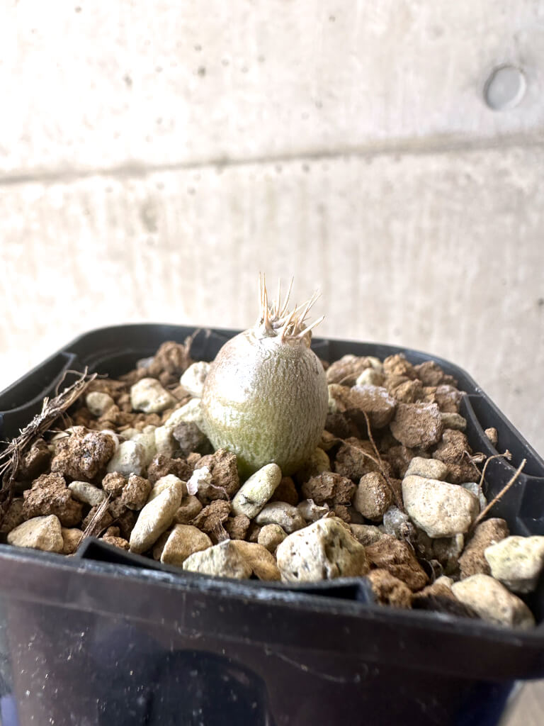 【現品限り】パキポディウム・レアリー【T3】 Pachypodium lealii