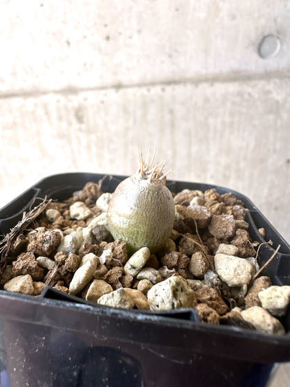 【現品限り】パキポディウム・レアリー【T3】 Pachypodium lealii