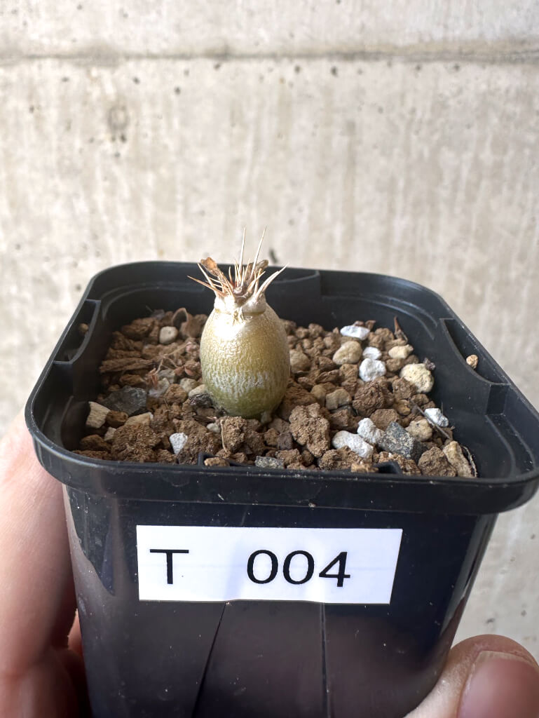 【現品限り】パキポディウム・レアリー【T4】 Pachypodium lealii