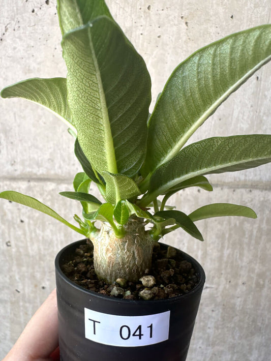 【現品限り】パキポディウム・ウィンゾリー 実生【T41】 Pachypodium windsorii