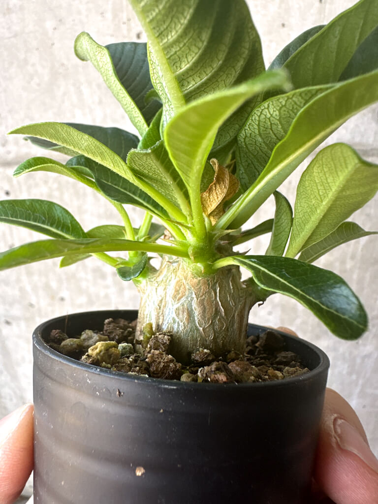 【現品限り】パキポディウム・ウィンゾリー 実生【T41】 Pachypodium windsorii