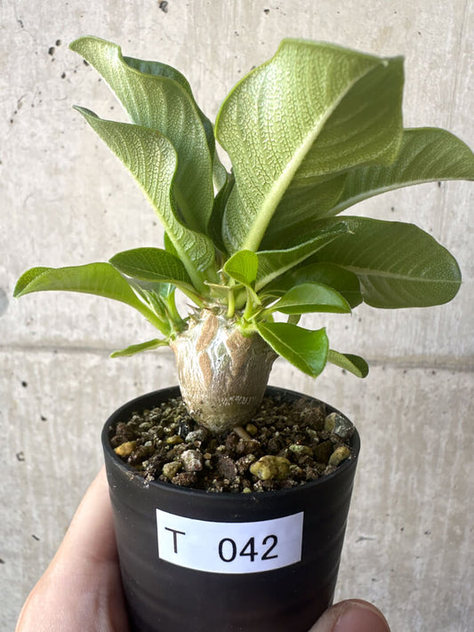 【現品限り】パキポディウム・ウィンゾリー 実生【T42】 Pachypodium windsorii