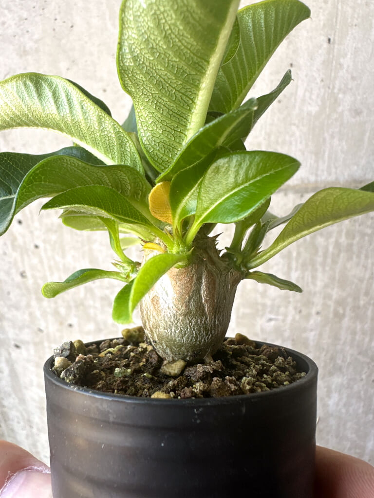 【現品限り】パキポディウム・ウィンゾリー 実生【T42】 Pachypodium windsorii