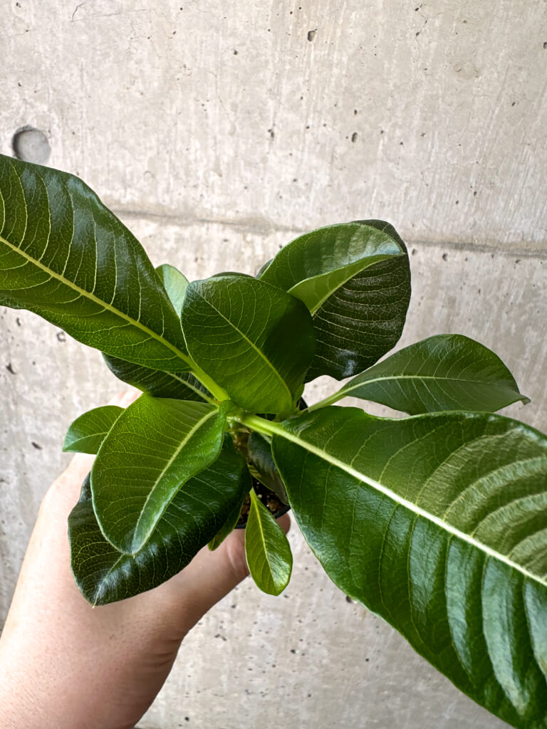 【現品限り】パキポディウム・ウィンゾリー 実生【T43】 Pachypodium windsorii