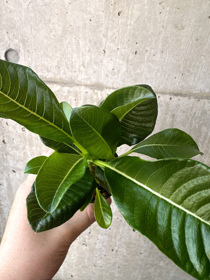 【現品限り】パキポディウム・ウィンゾリー 実生【T43】 Pachypodium windsorii