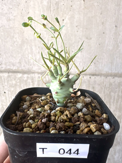 【現品限り】ユーフォルビア・エチュベルクローサ【T44】 Euphorbia etuberculosa