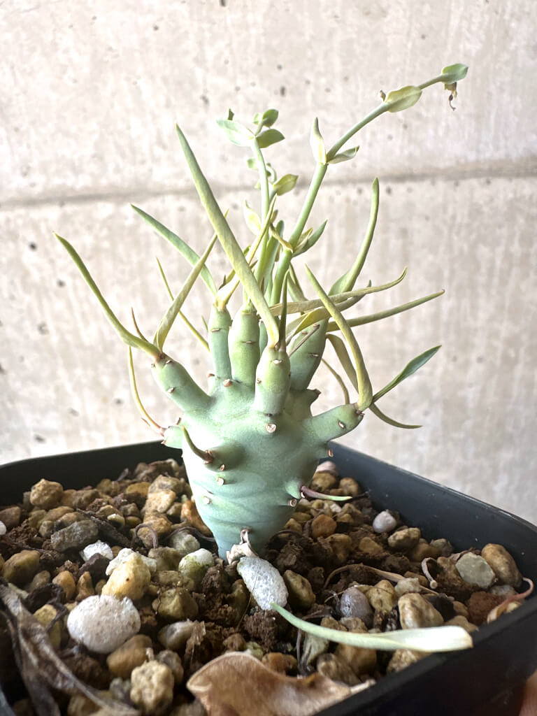 【現品限り】ユーフォルビア・エチュベルクローサ【T44】 Euphorbia etuberculosa