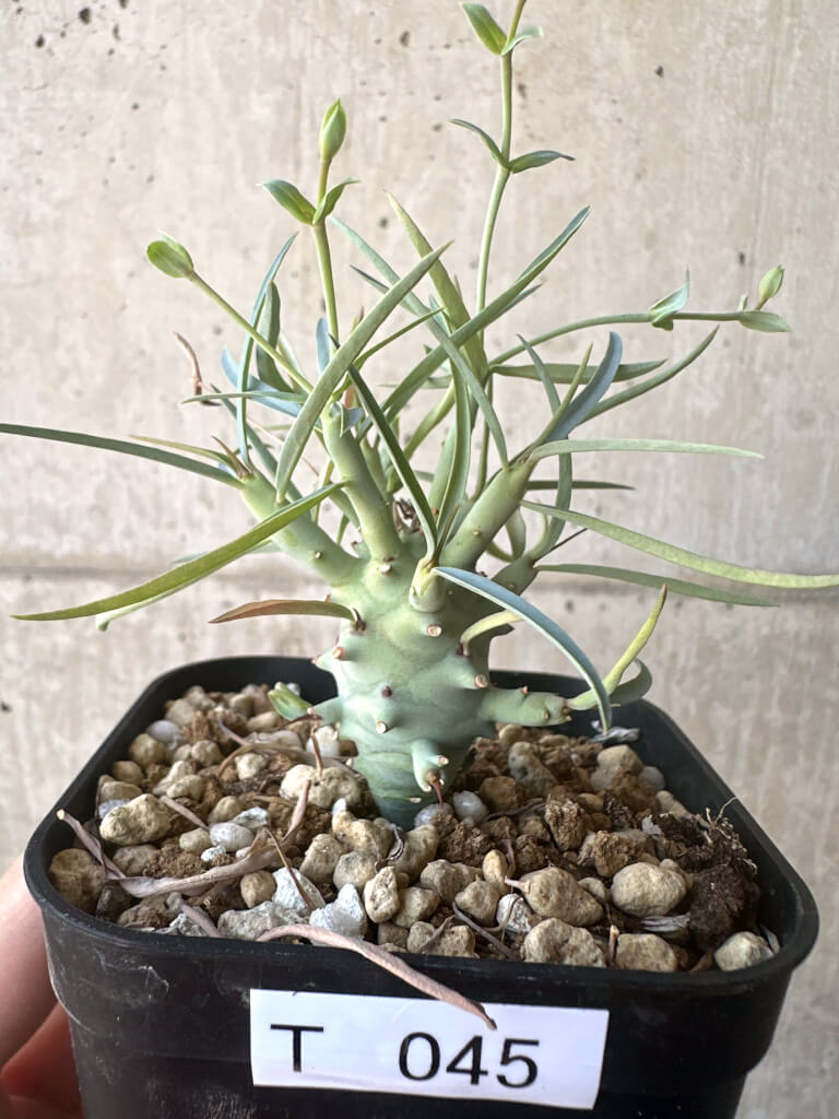【現品限り】ユーフォルビア・エチュベルクローサ【T45】 Euphorbia etuberculosa