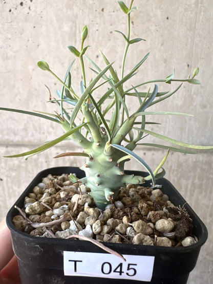 【現品限り】ユーフォルビア・エチュベルクローサ【T45】 Euphorbia etuberculosa