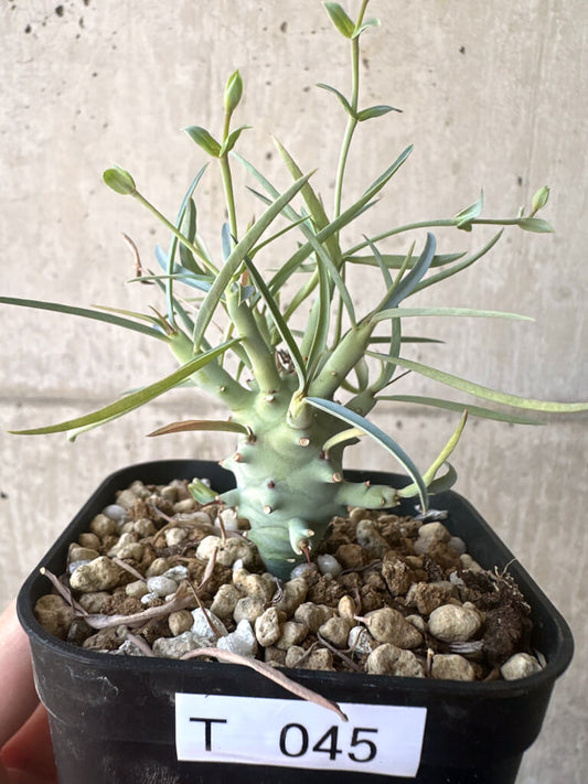 【現品限り】ユーフォルビア・エチュベルクローサ【T45】 Euphorbia etuberculosa
