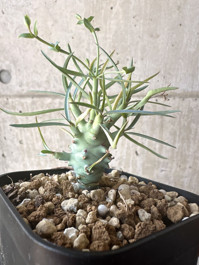 【現品限り】ユーフォルビア・エチュベルクローサ【T45】 Euphorbia etuberculosa