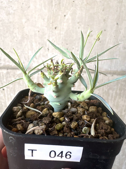 【現品限り】ユーフォルビア・エチュベルクローサ【T46】 Euphorbia etuberculosa
