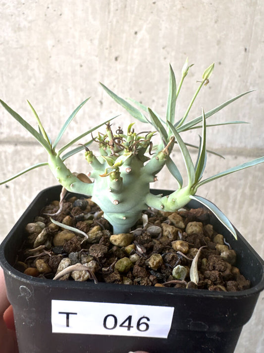 【現品限り】ユーフォルビア・エチュベルクローサ【T46】 Euphorbia etuberculosa