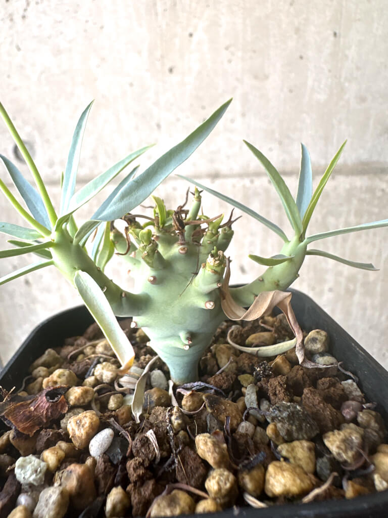 【現品限り】ユーフォルビア・エチュベルクローサ【T46】 Euphorbia etuberculosa
