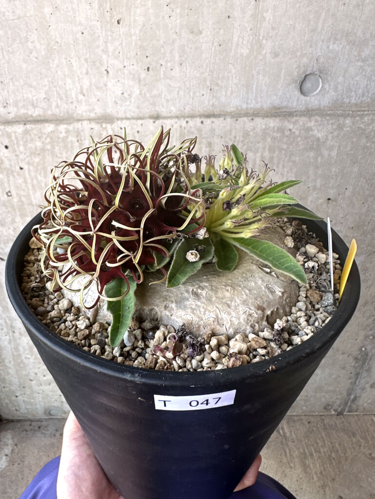 【現品限り】ブラキステルマ・バーベラエ 竜卵窟 現地株 約1年半管理【T47】 Brachystelma barberae