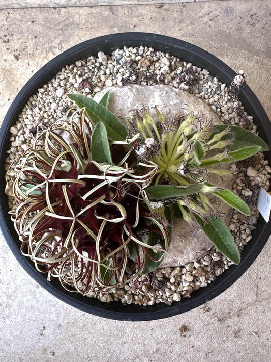 【現品限り】ブラキステルマ・バーベラエ 竜卵窟 現地株 約1年半管理【T47】 Brachystelma barberae