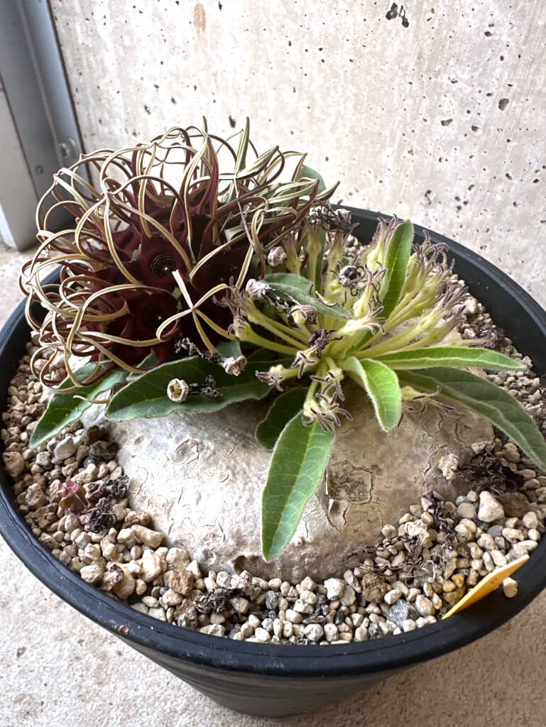 【塊根植物】ブラキステルマ バーベラエ 竜卵窟 ガガイモ 国内実生 現品限り】ブラキステルマ・バーベラエ 竜卵窟 現地株 約1年半管理