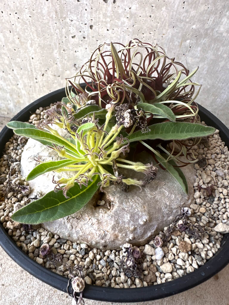 【現品限り】ブラキステルマ・バーベラエ 竜卵窟 現地株 約1年半管理【T47】 Brachystelma barberae