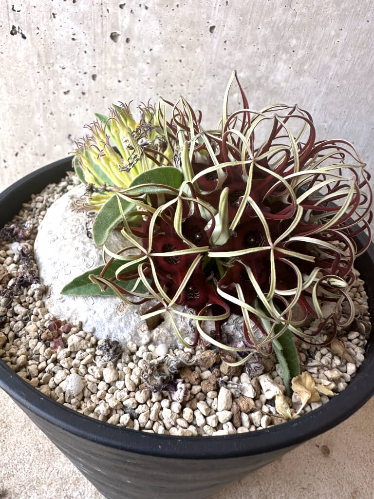 【現品限り】ブラキステルマ・バーベラエ 竜卵窟 現地株 約1年半管理【T47】 Brachystelma barberae