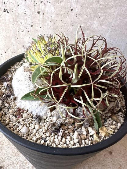 【現品限り】ブラキステルマ・バーベラエ 竜卵窟 現地株 約1年半管理【T47】 Brachystelma barberae