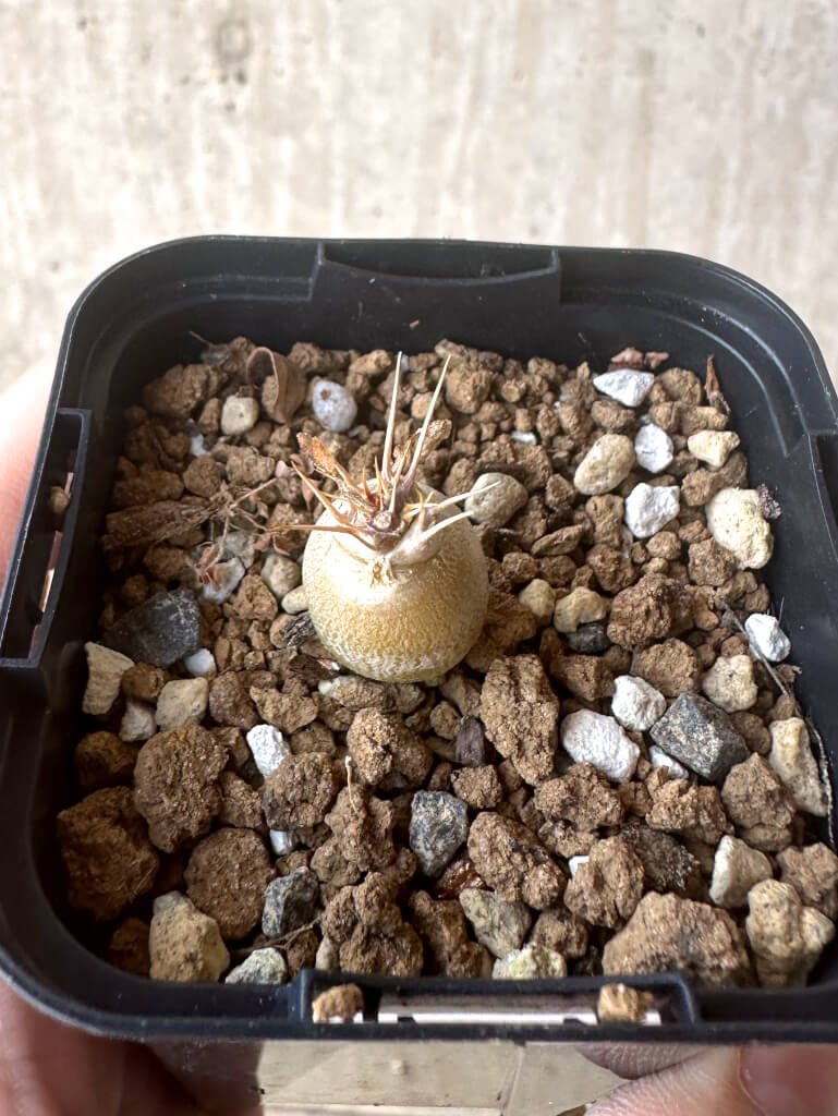 【現品限り】パキポディウム・レアリー【T4】 Pachypodium lealii