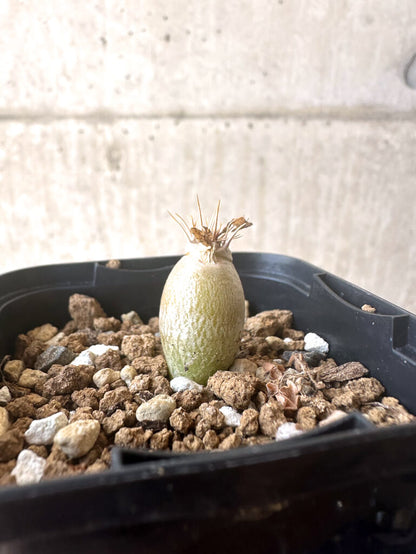 【現品限り】パキポディウム・レアリー【T4】 Pachypodium lealii