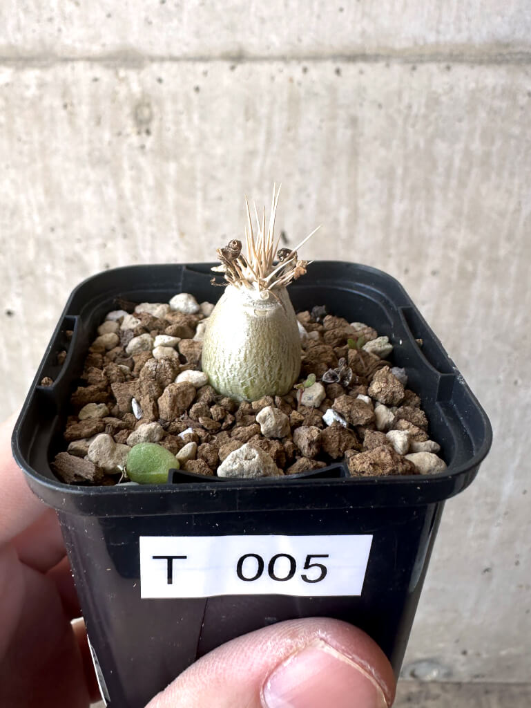 【現品限り】パキポディウム・レアリー【T5】 Pachypodium lealii