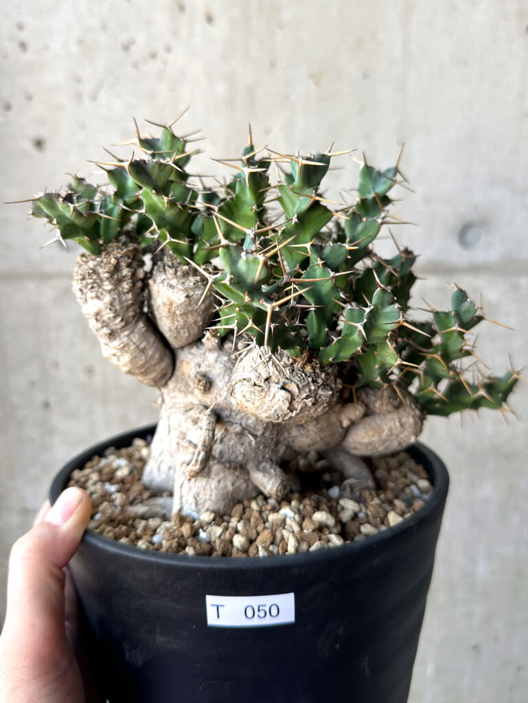 【現品限り】ユーフォルビア・クラビゲラ 現地株 発根済み 約1年3ヶ月管理【T50】 Euphorbia clavigera