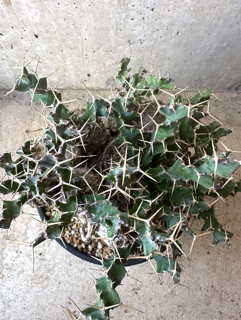 【現品限り】ユーフォルビア・クラビゲラ 現地株 発根済み 約1年3ヶ月管理【T50】 Euphorbia clavigera