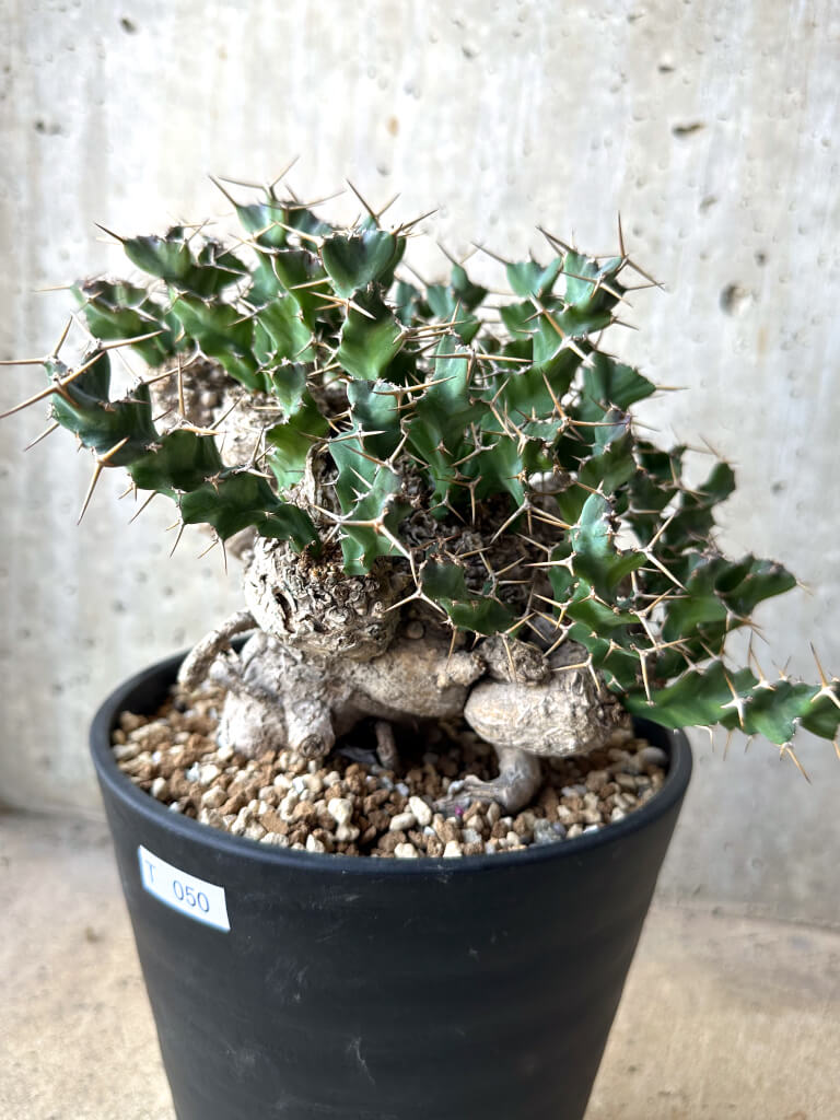 【現品限り】ユーフォルビア・クラビゲラ 現地株 発根済み 約1年3ヶ月管理【T50】 Euphorbia clavigera