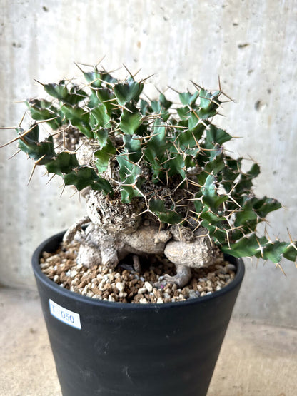 【現品限り】ユーフォルビア・クラビゲラ 現地株 発根済み 約1年3ヶ月管理【T50】 Euphorbia clavigera