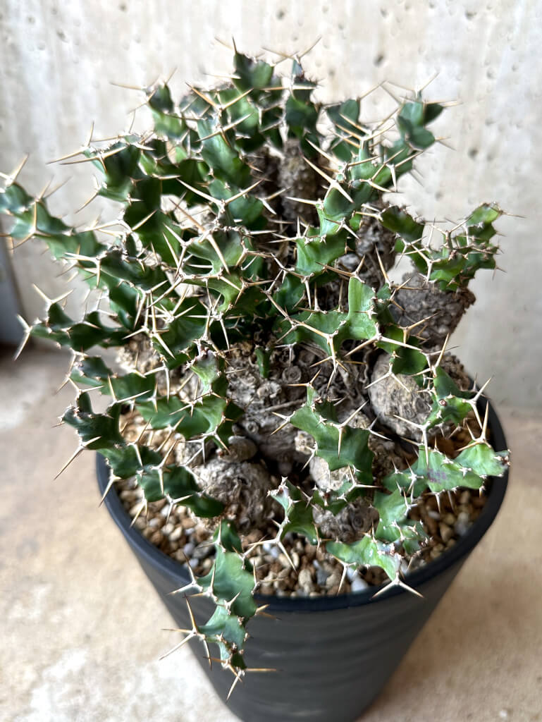 【現品限り】ユーフォルビア・クラビゲラ 現地株 発根済み 約1年3ヶ月管理【T50】 Euphorbia clavigera