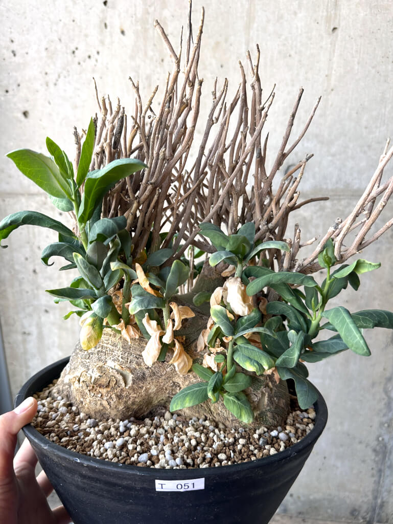 【現品限り】アデニア・ペチュエリー 現地株 発根済み 約1年管理【T51】 Euphorbia obesa