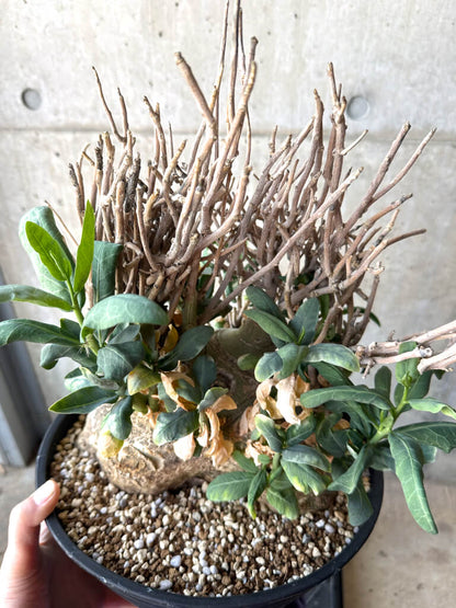 【現品限り】アデニア・ペチュエリー 現地株 発根済み 約1年管理【T51】 Euphorbia obesa