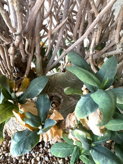 【現品限り】アデニア・ペチュエリー 現地株 発根済み 約1年管理【T51】 Euphorbia obesa