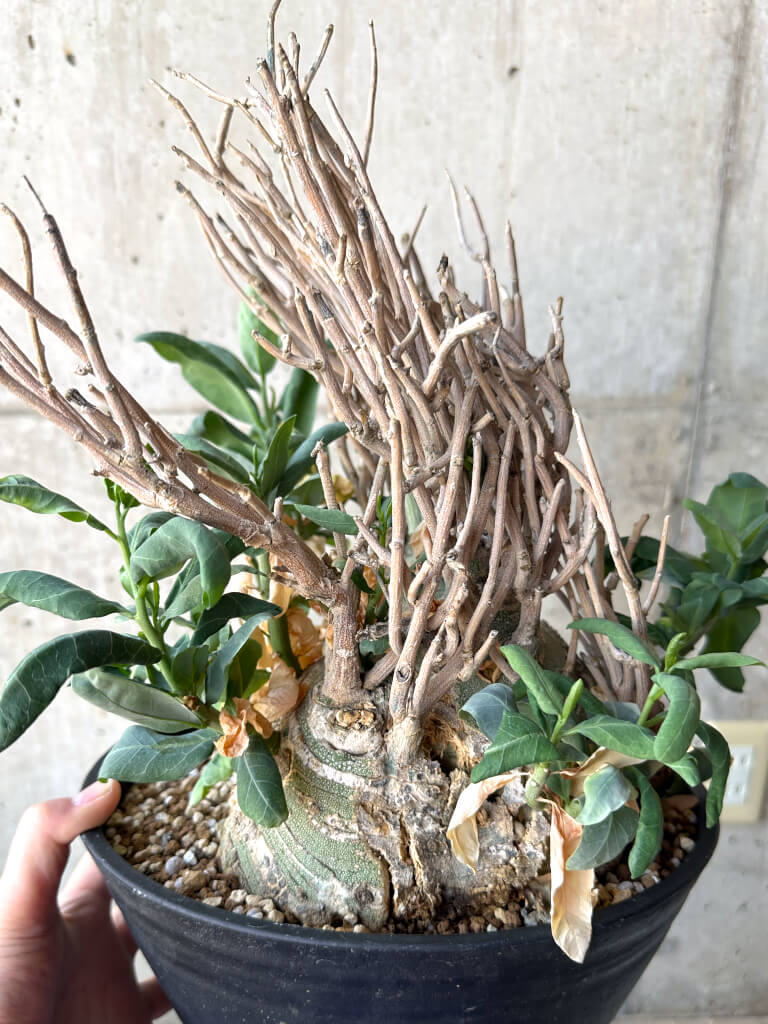 【現品限り】アデニア・ペチュエリー 現地株 発根済み 約1年管理【T51】 Euphorbia obesa