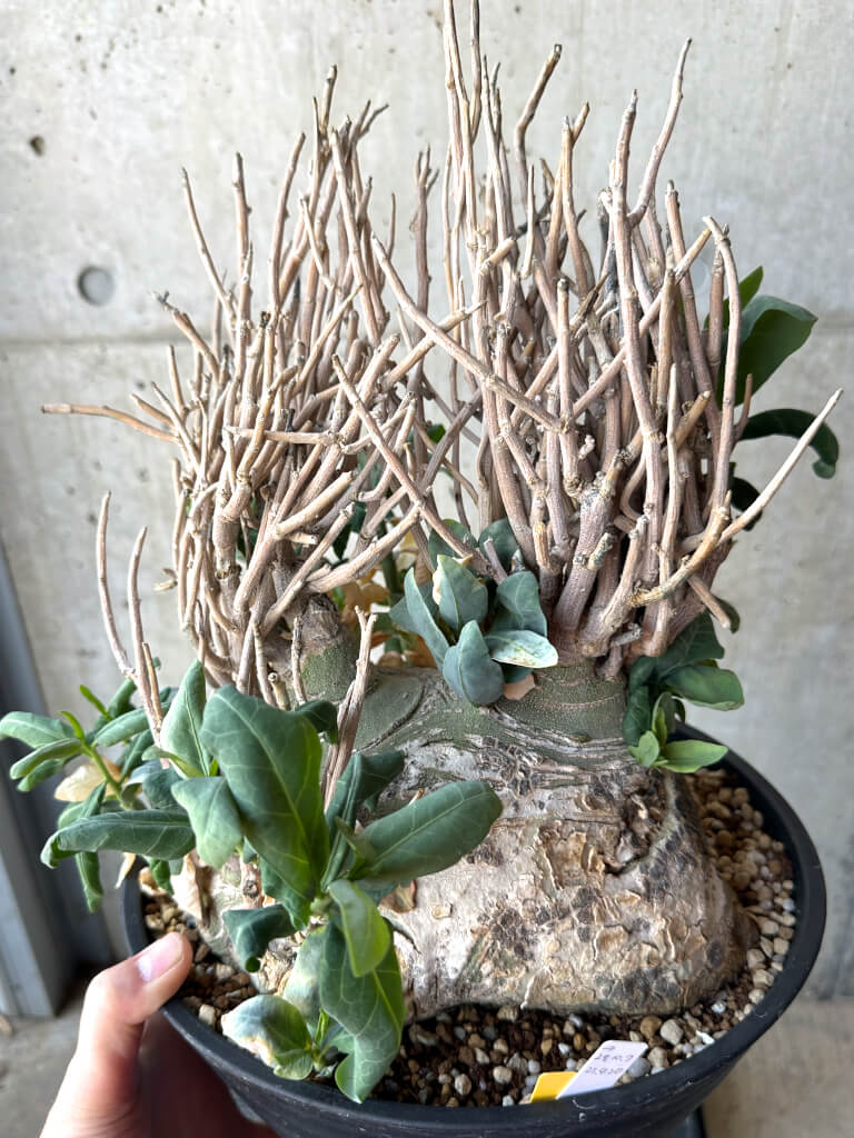 【現品限り】アデニア・ペチュエリー 現地株 発根済み 約1年管理【T51】 Euphorbia obesa