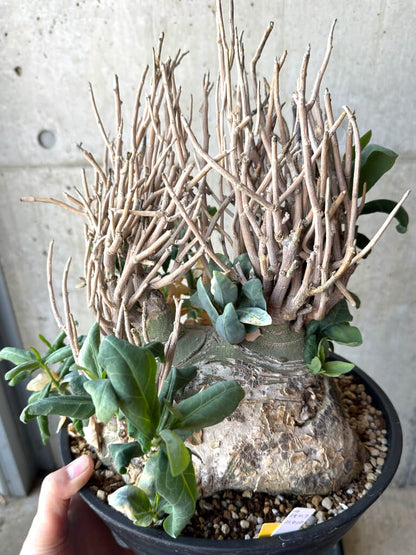 【現品限り】アデニア・ペチュエリー 現地株 発根済み 約1年管理【T51】 Euphorbia obesa