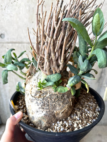 【現品限り】アデニア・ペチュエリー 現地株 発根済み 約1年管理【T51】 Euphorbia obesa