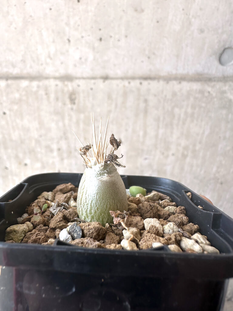 【現品限り】パキポディウム・レアリー【T5】 Pachypodium lealii