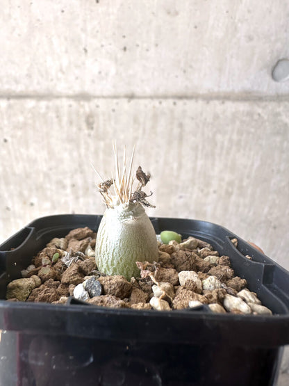 【現品限り】パキポディウム・レアリー【T5】 Pachypodium lealii