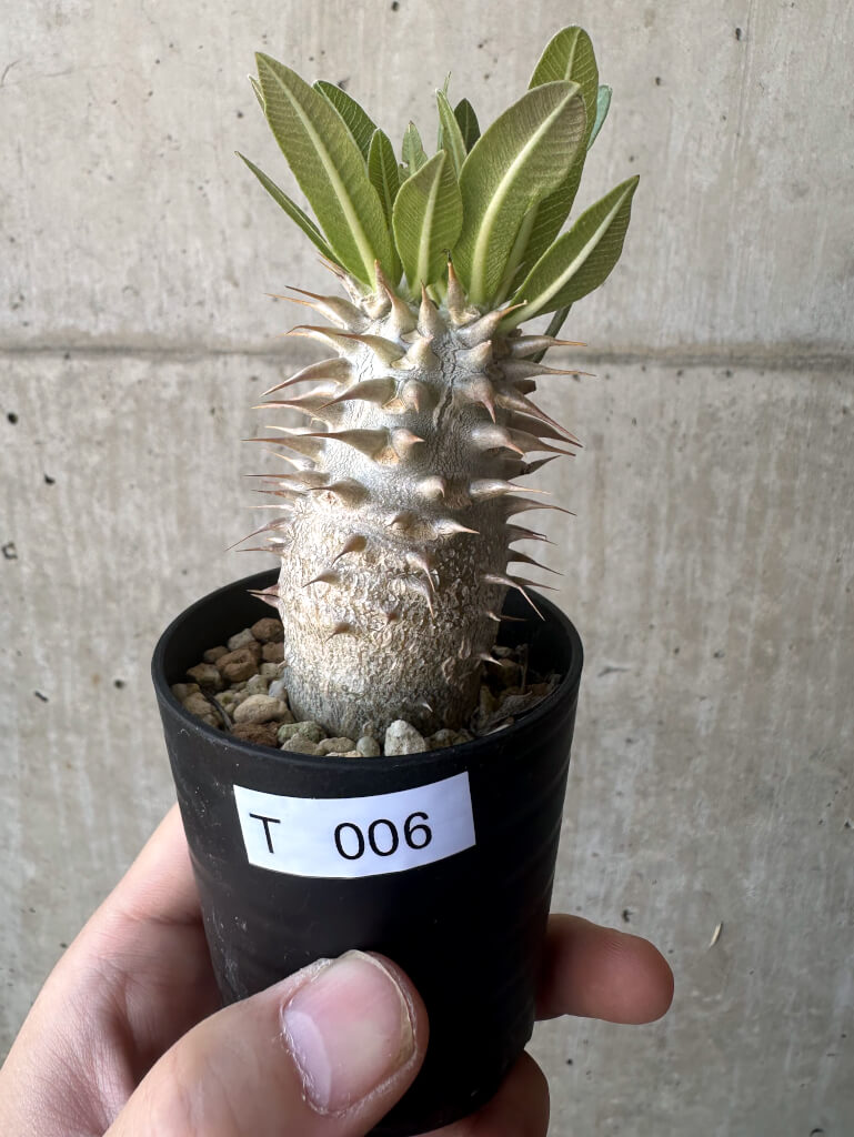 【現品限り】パキポディウム・デンシフローラム【T6】 Pachypodium densiflorum