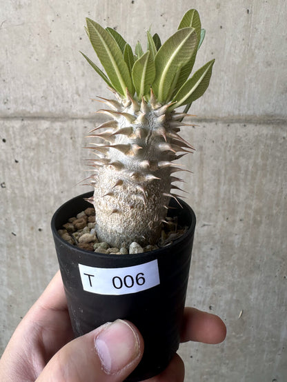 【現品限り】パキポディウム・デンシフローラム【T6】 Pachypodium densiflorum