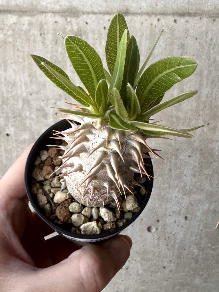 【現品限り】パキポディウム・デンシフローラム【T6】 Pachypodium densiflorum