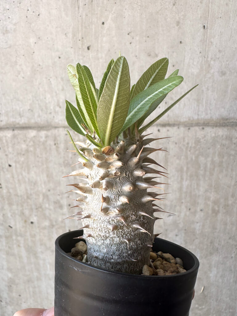 【現品限り】パキポディウム・デンシフローラム【T6】 Pachypodium densiflorum