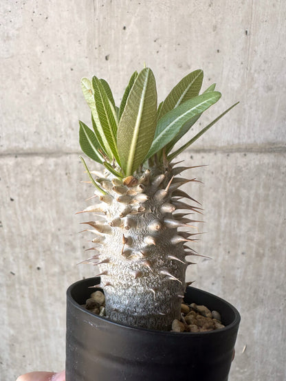 【現品限り】パキポディウム・デンシフローラム【T6】 Pachypodium densiflorum